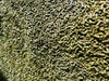 Leberkur Pellets Mariendistel Artischocke für Pferde
